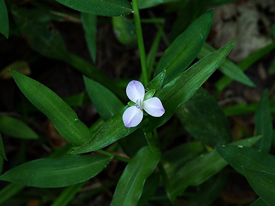 {Murdannia keisak}